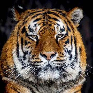 数据审核员肖像